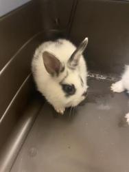 Shelter Stray Unknown Other last seen Near BLOCK S 4710, 4522 W 3500 S, West Valley City, UT 84120, USA