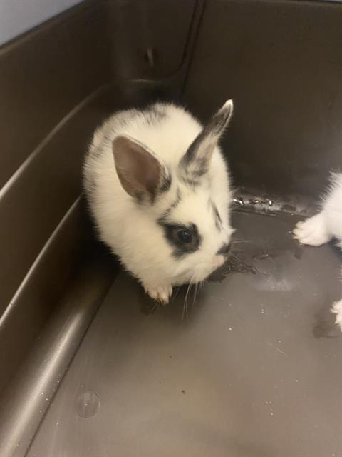 Shelter Stray Unknown Other last seen Near BLOCK S 4710, 4522 W 3500 S, West Valley City, UT 84120, USA