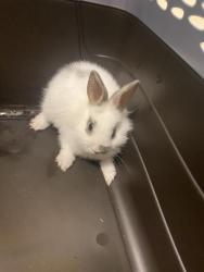 Shelter Stray Unknown Other last seen Near BLOCK S 4710, 4522 W 3500 S, West Valley City, UT 84120, USA