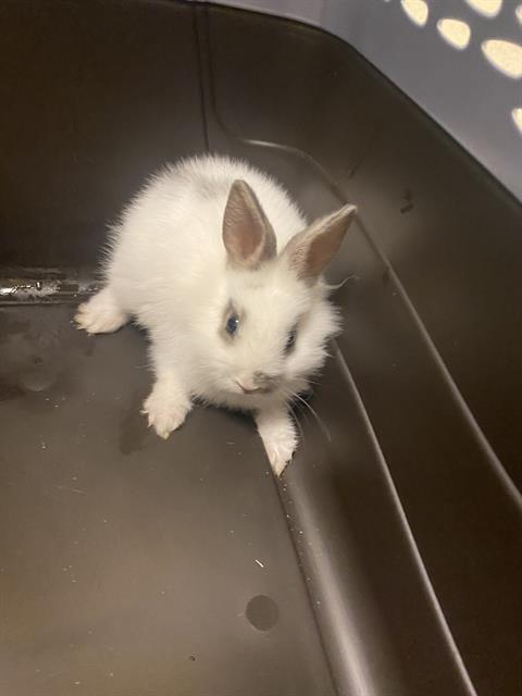 Shelter Stray Unknown Other last seen Near BLOCK S 4710, 4522 W 3500 S, West Valley City, UT 84120, USA