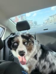 Reunited Male Dog last seen Sendero Trace apmts, San Marcos, TX 78666