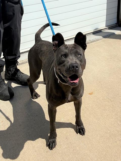 Shelter Stray Male Dog last seen Near BLOCK BELLS LN, 3528 Newburg Rd, Louisville, KY 40218, USA