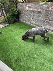Reunited Unknown Dog last seen Broadway Terrace, Oakland, CA, USA, Oakland, CA 94618