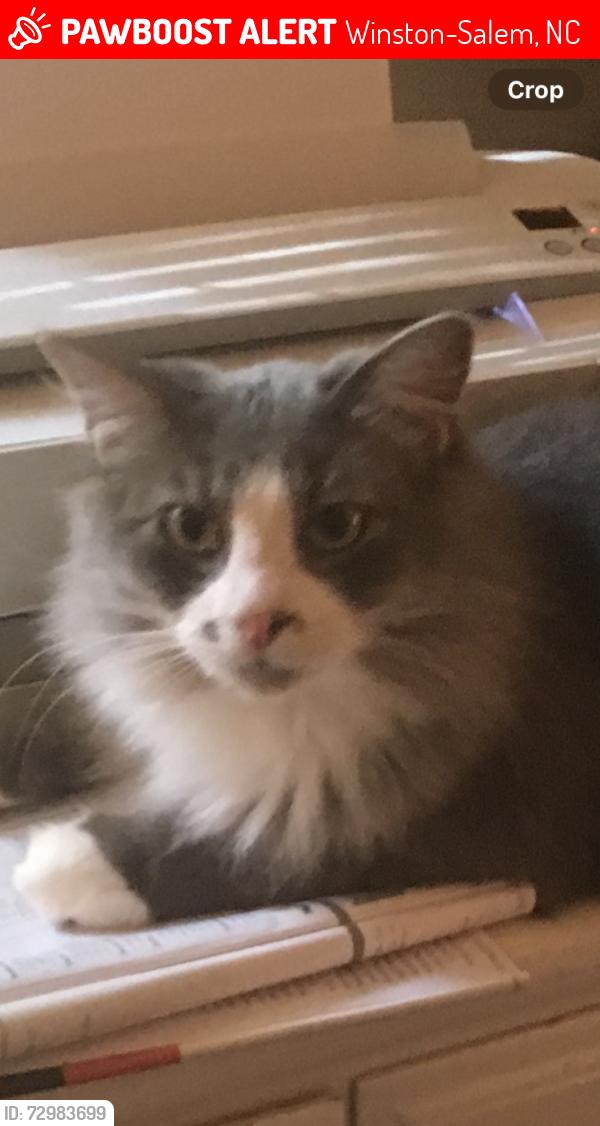 Lost Male Cat last seen Dippen Rd / Windspring, Winston-Salem, NC 27105