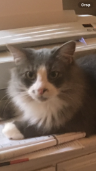 Lost Male Cat last seen Dippen Rd / Windspring, Winston-Salem, NC 27105