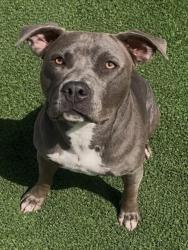 Shelter Stray Female Dog last seen , 957 N Gaffey St, San Pedro, CA 90731, USA