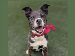 Shelter Stray Female Dog last seen , 957 N Gaffey St, San Pedro, CA 90731, USA