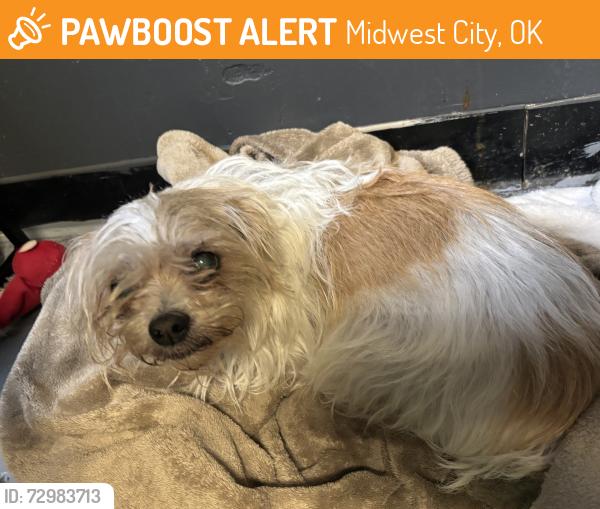Found/Stray Female Dog last seen 29th okc clahelter, Midwest City, OK 73110