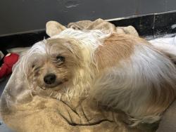 Found/Stray Female Dog last seen 29th okc clahelter, Midwest City, OK 73110