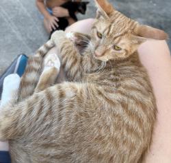 Lost Female Cat last seen Gall blvd, Zephyrhills, FL 33541
