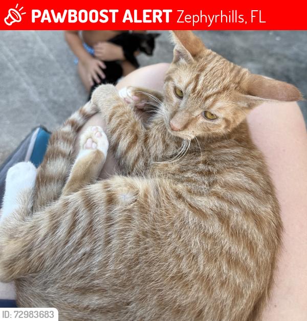 Lost Female Cat last seen Gall blvd, Zephyrhills, FL 33541