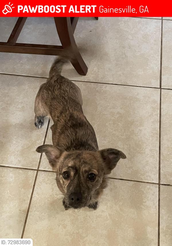 Lost Female Dog last seen Near Oakdale Dr, Gainesville, GA 30507
