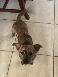 Lost Female Dog last seen Near Oakdale Dr, Gainesville, GA 30507
