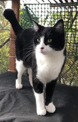 Lost Male Cat last seen 240th and 7th Ave w, Bothell, WA 98021