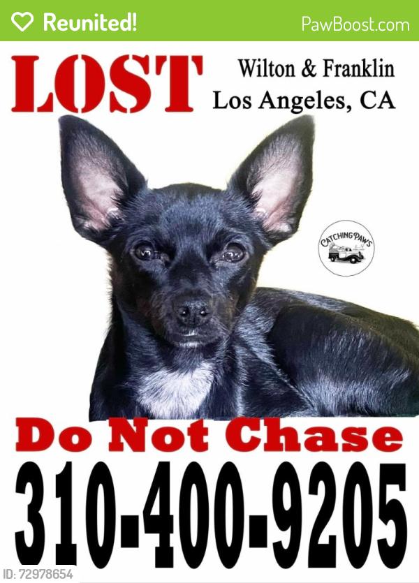 Reunited Female Dog last seen Franklin and Wilton, Los Angeles, CA 90028