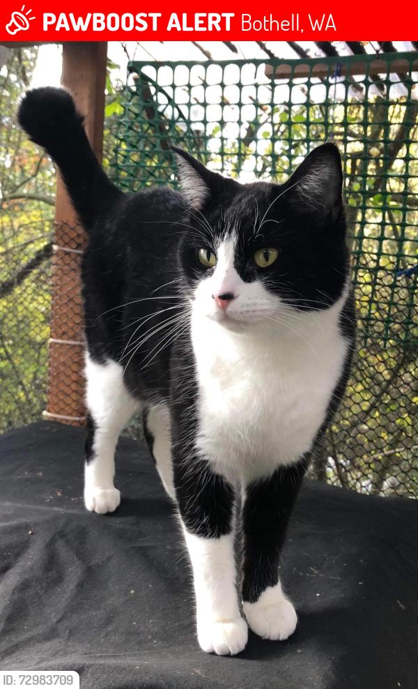 Lost Male Cat last seen 240th and 7th Ave w, Bothell, WA 98021
