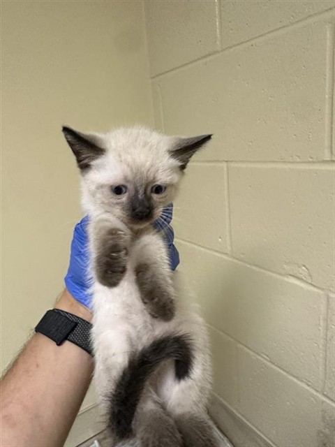 Shelter Stray Female Cat last seen BUTTERWORTH AVE & EMERY CT, 2127 Front St, Sacramento, CA 95818, USA