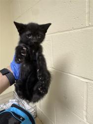 Shelter Stray Male Cat last seen BUTTERWORTH AVE & EMERY CT, 2127 Front St, Sacramento, CA 95818, USA