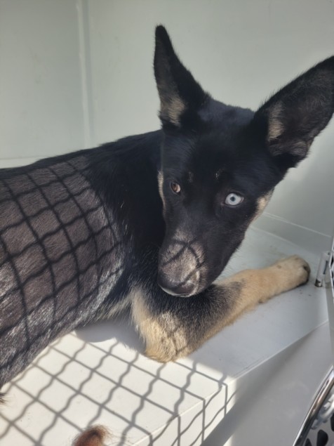 Shelter Stray Female Dog last seen , 957 N Gaffey St, San Pedro, CA 90731, USA