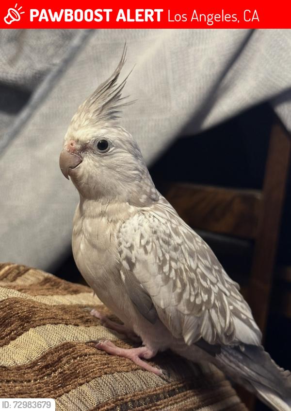 Lost Female Bird last seen Near Sepúlveda Blvd Van Nuys 91411, Los Angeles, CA 91411