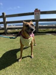 Shelter Stray Female Dog last seen , 1850 W 60th St, Los Angeles, CA 90047, USA