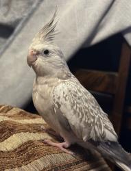 Lost Female Bird last seen Near Sepúlveda Blvd Van Nuys 91411, Los Angeles, CA 91411