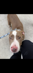 Found/Stray Male Dog last seen Georgia Ave NW DC , Washington, DC 20010