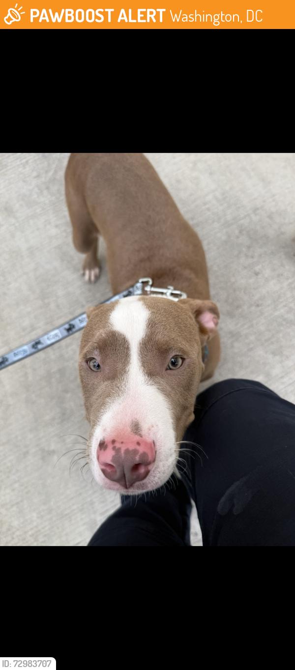 Found/Stray Male Dog last seen Georgia Ave NW DC , Washington, DC 20010