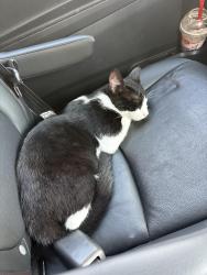 Lost Male Cat last seen Saint George, Spring Valley, CA 91977