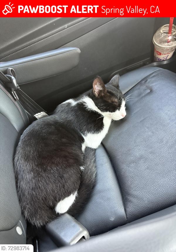 Lost Male Cat last seen Saint George, Spring Valley, CA 91977