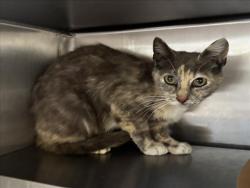 Shelter Stray Female Cat last seen , 1850 W 60th St, Los Angeles, CA 90047, USA