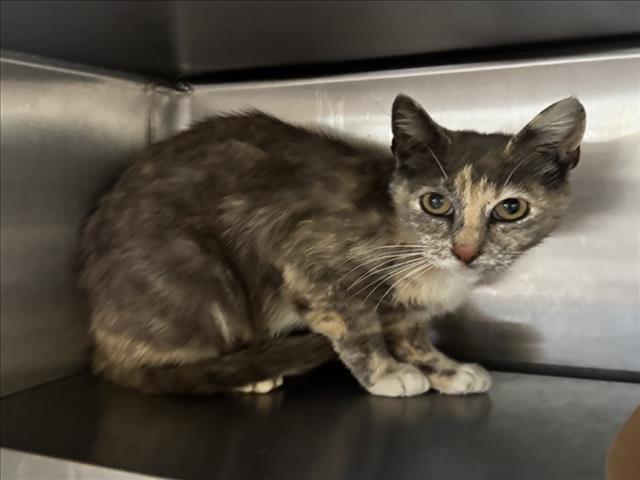 Shelter Stray Female Cat last seen , 1850 W 60th St, Los Angeles, CA 90047, USA