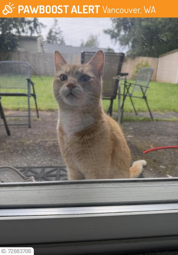 Found/Stray Female Cat last seen NE 92nd and 12th way, Vancouver, WA 98664