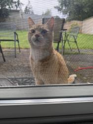 Found/Stray Female Cat last seen NE 92nd and 12th way, Vancouver, WA 98664