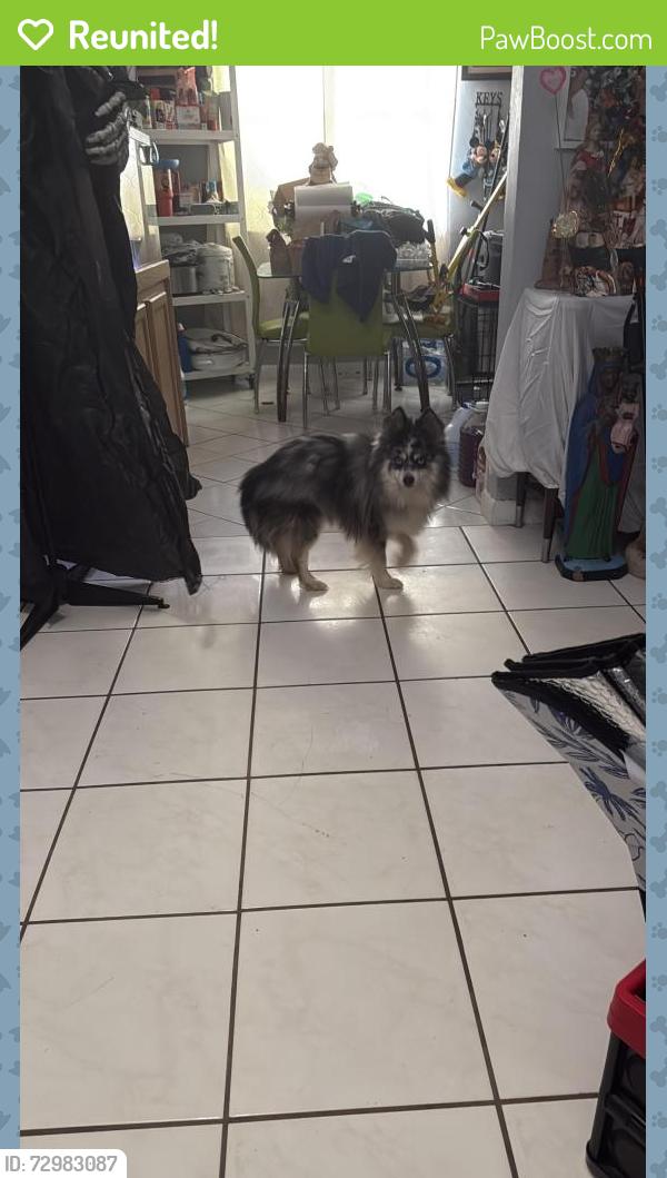 Reunited Male Dog last seen Glenn parkway , Hollywood, FL 33021