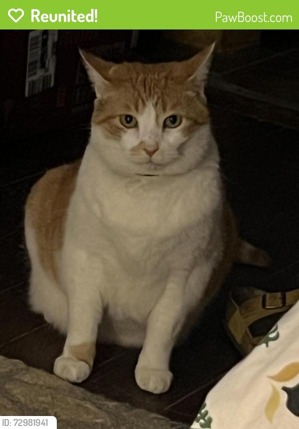 Reunited Male Cat last seen Spain street, New Orleans, LA 70117