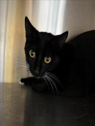 Shelter Stray Female Cat last seen , 1850 W 60th St, Los Angeles, CA 90047, USA