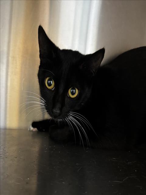Shelter Stray Female Cat last seen , 1850 W 60th St, Los Angeles, CA 90047, USA