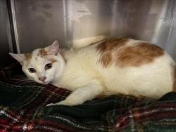 Shelter Stray Male Cat last seen , 1850 W 60th St, Los Angeles, CA 90047, USA
