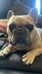 Lost Male Dog last seen 11th and Alamitos , Long Beach, CA 90813