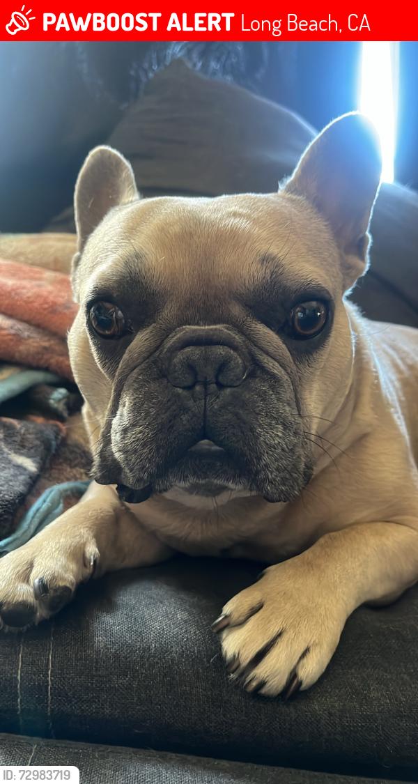 Lost Male Dog last seen 11th and Alamitos , Long Beach, CA 90813