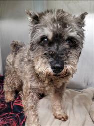 Shelter Stray Male Dog last seen , 1850 W 60th St, Los Angeles, CA 90047, USA