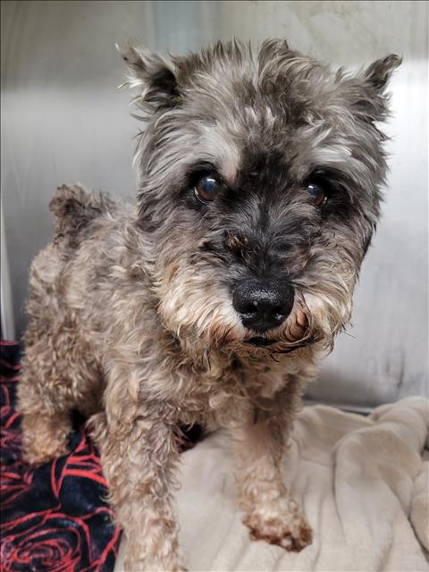Shelter Stray Male Dog last seen , 1850 W 60th St, Los Angeles, CA 90047, USA