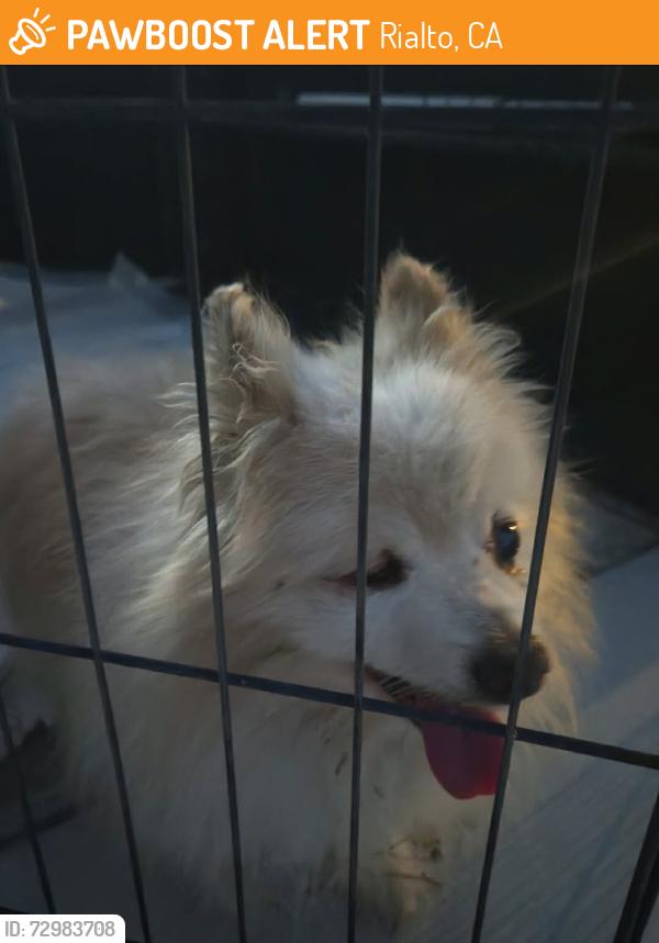 Found/Stray Male Dog last seen Linden & Second St Rialto 9092250395, Rialto, CA 92376