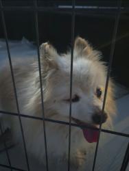 Found/Stray Male Dog last seen Linden & Second St Rialto 9092250395, Rialto, CA 92376