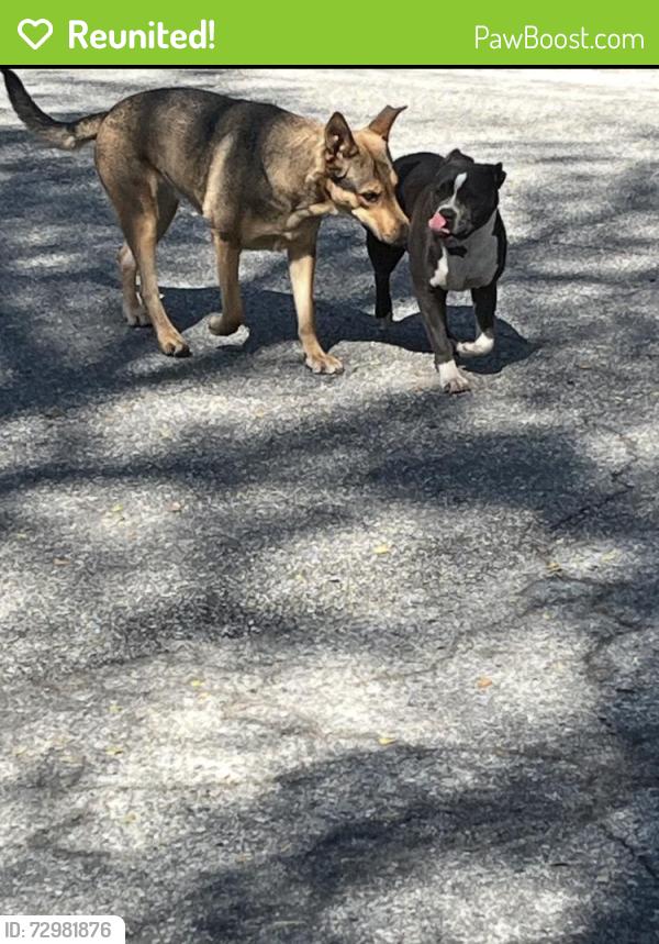 Reunited Female Dog last seen Channing st / W Sierra Madre Ave & S Sunset Ave, Azusa, CA 91702