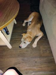 Reunited Male Dog last seen 22nd st and union hills, Phoenix, AZ 85022