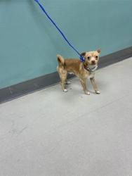Shelter Stray Male Dog last seen Near BLOCK RUNNING DOG CIR, RENO NV 89506, 2825 Longley Ln Suite A, Reno, NV 89502, USA