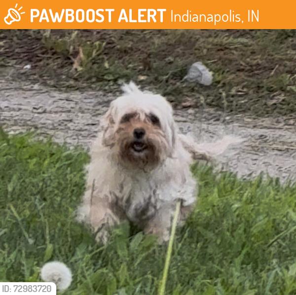 Found/Stray Unknown Dog last seen Holy cross neighborhood, near State and Ohio, seen going northbound through an  alley, Indianapolis, IN 46201