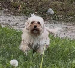 Found/Stray Unknown Dog last seen Holy cross neighborhood, near State and Ohio, seen going northbound through an  alley, Indianapolis, IN 46201